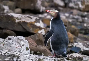 Gelbaugenpinguin auf der Suedinsel iStock © Skyimages