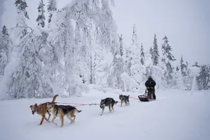 Husky Safari