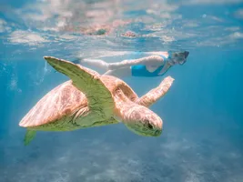 Schildkröte auf Tsara Komba