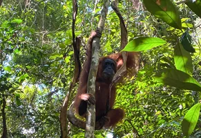 Orang-Utan im Dschungel von Sumatra während der Familienreise