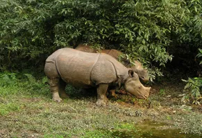 Panzernashorn im Chitwan-Nationalpark