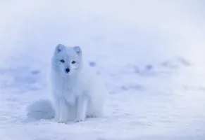 Polarfuchs