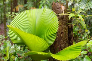 Regenschirmpalme im Dschungel von Borneo