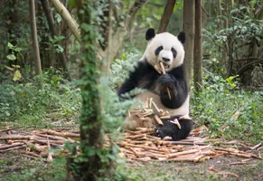 Panda in Chengdu AdobeStock © GilMordechai