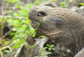Riesenschildkroete auf Galápagos