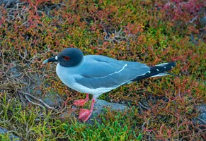 Möwe, Galápagos-Inseln