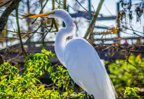 Weißer Reiher, Orlando