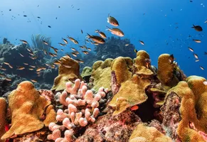 Unterwasserwelt, Curaçao AdobeStock © NaturePicsFilms