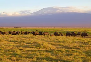 Steppe mit Kilimandscharo