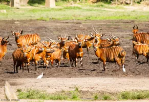 Dzanga-Sangha-Nationalpark © Nuria Ortega