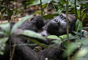 Kongo © Nuria Ortega