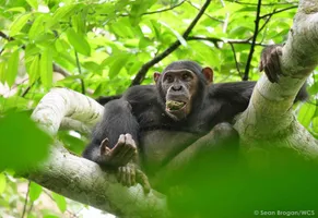 Junger Schimpanse  © SBrogan