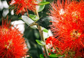 Blüten des Pohutukawa-Baumes