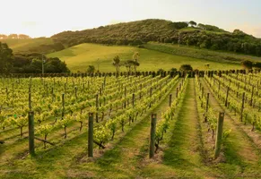 Weinberge auf Waiheke Island