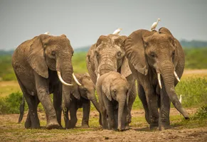 Afrikanische Elefanten