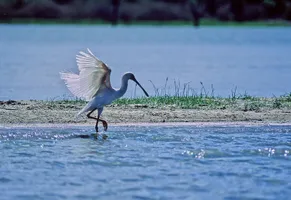 Schmalschnabellöffler am Rufiji-Fluss