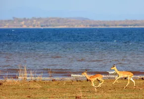 Impalas an der Küste neben Lake Kariba, Matusadona-Nationalpark © iStock paulafrench