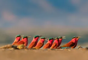 Mehrere Scharlachspinte im Mana-Pools-Nationalpark, Simbabwe © iStock phototrip