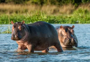 Nilpferde im Wasser © iStock USO