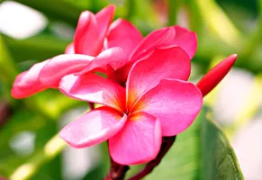 Frangipani