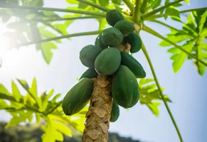 Papayabaum auf Tahiti