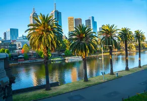 Palmen am Melbourne Yarra River, Melbourne iStock © idizimage