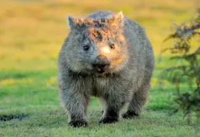Wombat iStock © mlharing