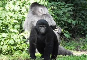 Gorilla und Schimpanse