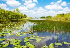 Everglades, Florida iStock © romrodinka