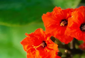 Tropische Pflanze auf Grand Cayman