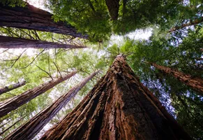 Sequoia-Bäume AdobeStock © Cavan-for-Adobe