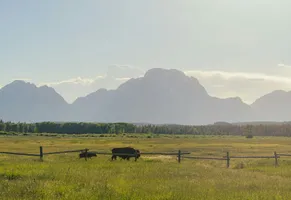 Bisons im Grand Teton-Nationalpark