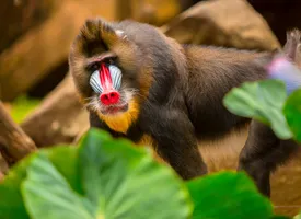 Mandrill 