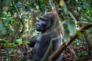 Silberrücken-Männchen westlicher Tiefland-Gorilla im Loango-Nationalpark