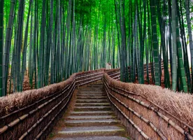 Bambuswald bei Kyoto