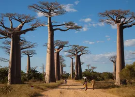 Baobab-Allee