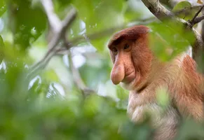 Nasenaffe, Borneo