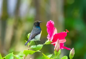 Gelbbrust-Nektarvogel, São Tomé