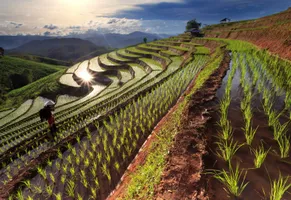 Reisfelder bei Chiang Mai, Thailand