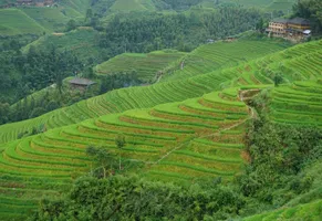 Reisterassen von Longsheng, China