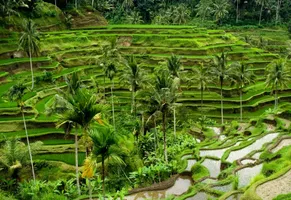 Reisterrassen auf Bali