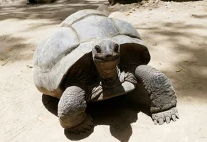 Riesenschildkröte auf den Seychellen