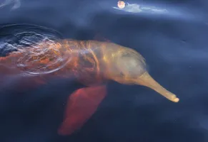Rosa Flussdelfine im Amazonas von Ecuador – faszinierende Tierwelt hautnah erleben
