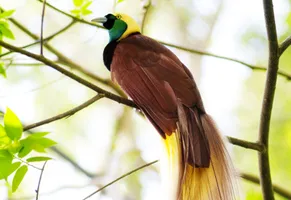 Paradiesvogel in Papua Neuguinea
