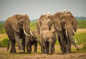Elefantenherde