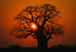Baobab-Baum beim Sonnenuntergang