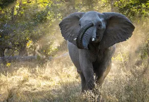 Elefant in freier Wildbahn – Hwange Nationalpark - Simbabwe Reise