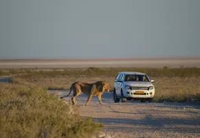 Safari in Namibia