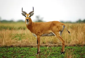 Springbockbeobachtung auf Safari in Uganda