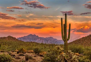 Saguaro National Park © Arizona Office of Tourism